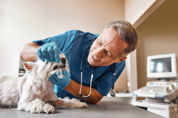 Best Pediatric Emergency Dentist in South River, NM